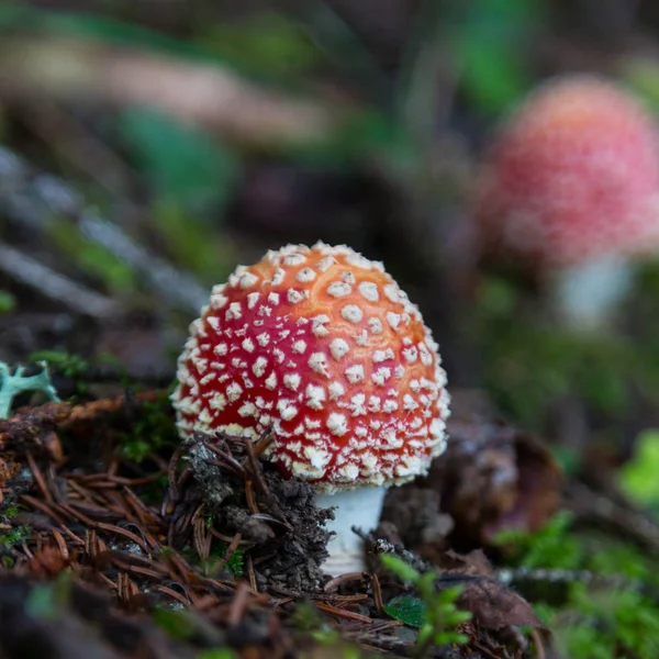 Champignons agariques sur sol naturel — Photo