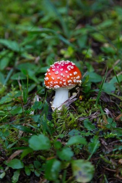 Champignon agarique à mouche unique dans les prairies vertes — Photo