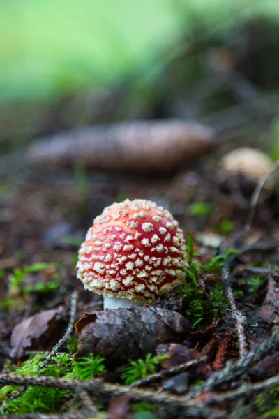 Champignon mouche-agarique en forêt — Photo