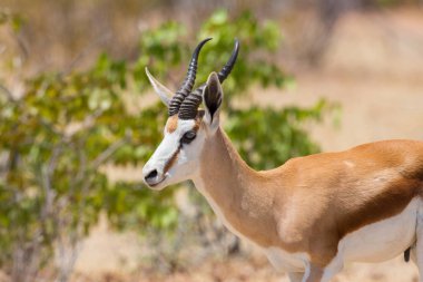 yan görünüm portre erkek springbok (antidorcas keseliis)