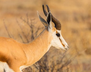 yan görünüm portre boynuzlu springbok (antidorcas keseliis)