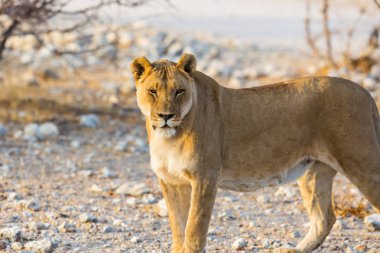 Vahşi yaşam dişi aslanı güneş ışığında savanada duruyor.