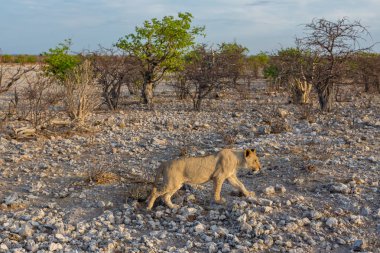 Genç vahşi yaşam aslanı sabah vakti savanada yürüyor.