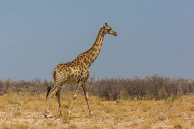 Etosha'da savanada yürüyen bir erkek zürafa
