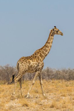 kuru savana çayırında yürüyen bir erkek zürafa 