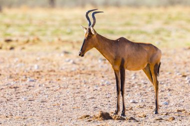 yan görünüm kırmızı hartebeest (alcelaphus buselaphus caama) ayakta