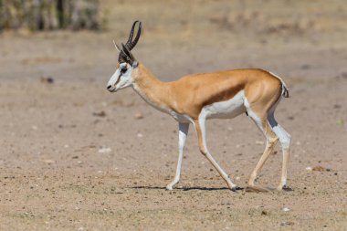 yan görünüm springbok antilop (antidorcas keseli) yürüyüş