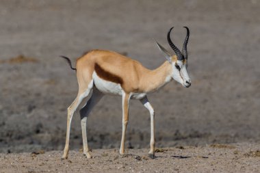 boynuzlu ayakta springbok ayrıntılı yan görünümü