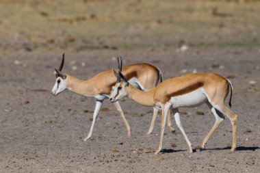 kumlu zeminde yürüyen iki springbok antilop (antidorcas)
