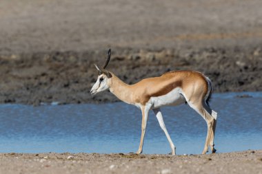 bir erkek springbok (antidorcas keseli) suda ayakta