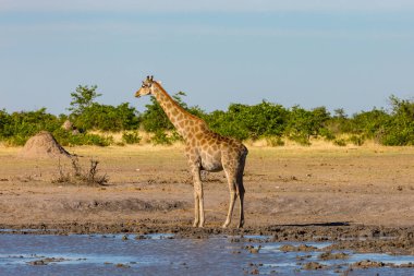 su birikintisi, savana, termit tepeayakta erkek zürafa kafası