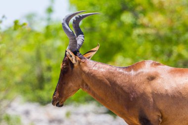 yan görünüm portre kırmızı hartebeest antilop