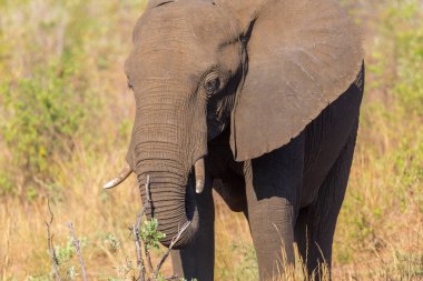 portre afrika fili (loxodonta africana) otlatma