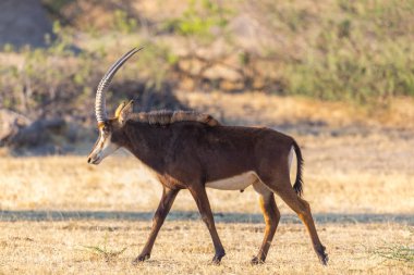 yakın yan görünüm potrait sable antilop (hippotragus niger)