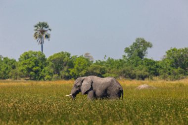 Afrika fili (loxodonta africana) Okavango çim tarama