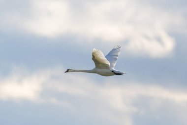 bulutlu gökyüzünde uçan beyaz dilsiz kuğu (cygnus olor)
