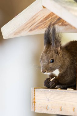 bir sincap hırsızlık ve kuş evinde tohum yeme