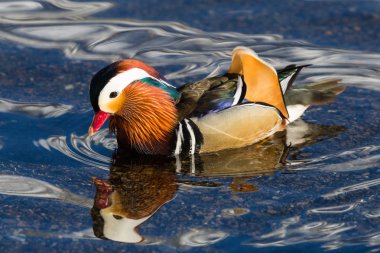 yan görünüm portre renkli mandalina ördek (aix galericulata)
