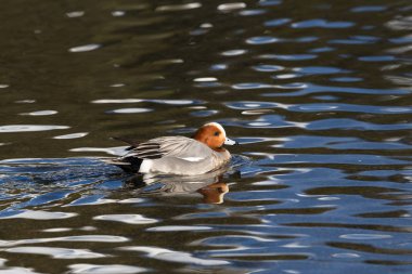 erkek avrasya wigeon (anas penelope) su yüzeyinde yüzme