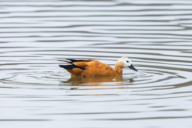 ayrıntılı yan görünüm yüzme ruddy shelduck kuş
