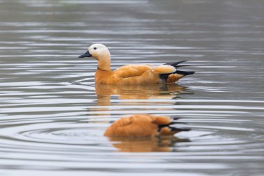 suda iki ruddy shelduck kuşlar (tadorna ferruginea)