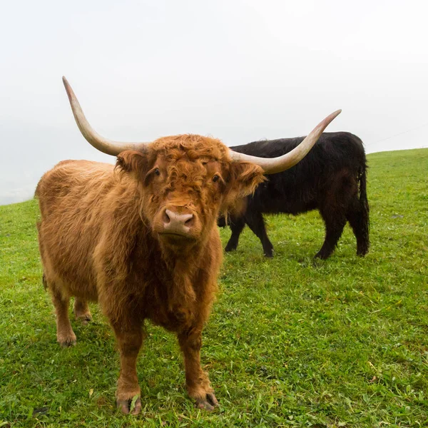 Vista próxima marrom chifre escocês highland carne, grama verde — Fotografia de Stock