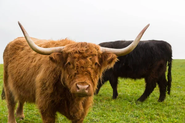 Retrato de chifre marrom escocês highland carne, grama verde — Fotografia de Stock