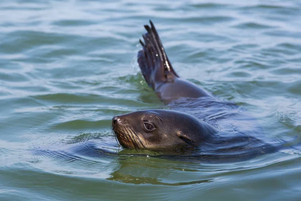 Phoque à oreilles nageuses (otariidae) en eau bleue — Photo