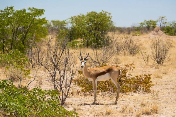 Springbok macho (antidorcas marsupialis) em pé na savana — Fotografia de Stock