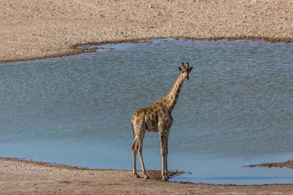 Een mannelijke giraf staande op het water gat in Etosha Park — Stockfoto