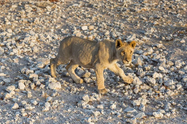 Jovem leão da vida selvagem caminhando no chão de savana pedregosa — Fotografia de Stock