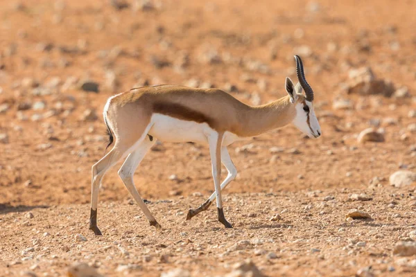 Springbok antelope (antidorcas marsupialis) walking on sand — Stock Photo, Image