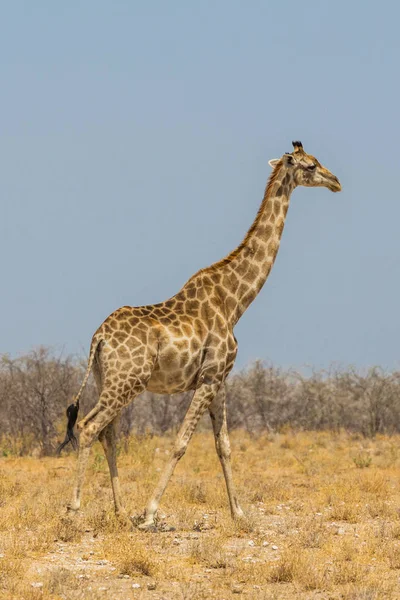 Jeden samec žirafy procházkové přes suché savanské louky — Stock fotografie