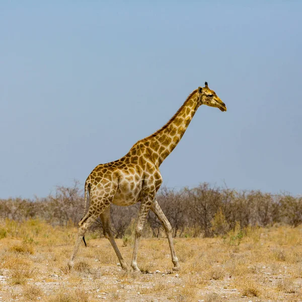 En manlig giraff går genom savann, blå himmel — Stockfoto