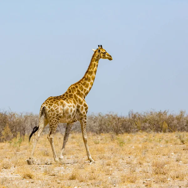 Una giraffa maschio che cammina attraverso savana con cespugli, cielo blu — Foto Stock