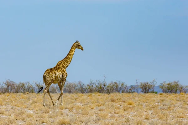 Una giraffa maschio che cammina in prateria asciutta con cespugli — Foto Stock