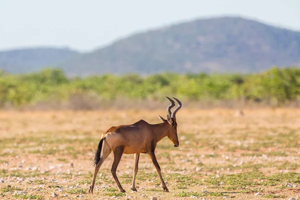 Jeden červený Buvolec stepní (Alcelaphus buselaphus) procházka v Savanně — Stock fotografie