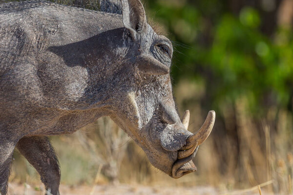 портрет бородавочник (phacochoerus aethiopicus
)