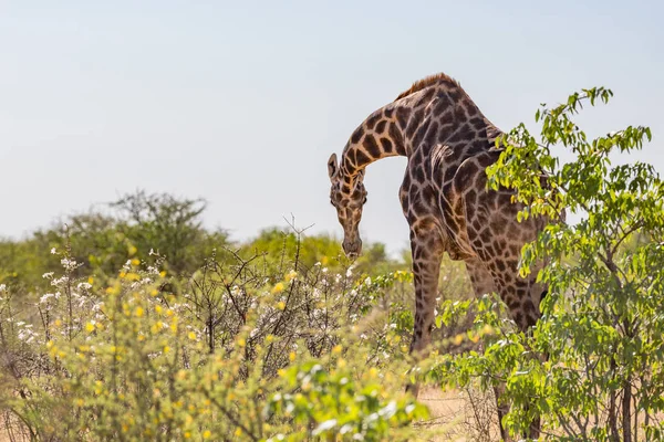 Een Giraffe eten witte bloei van Bush in de savanne — Stockfoto
