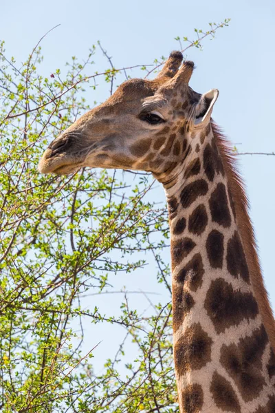Vista laterale ritratto giraffa mangiare foglie verdi — Foto Stock