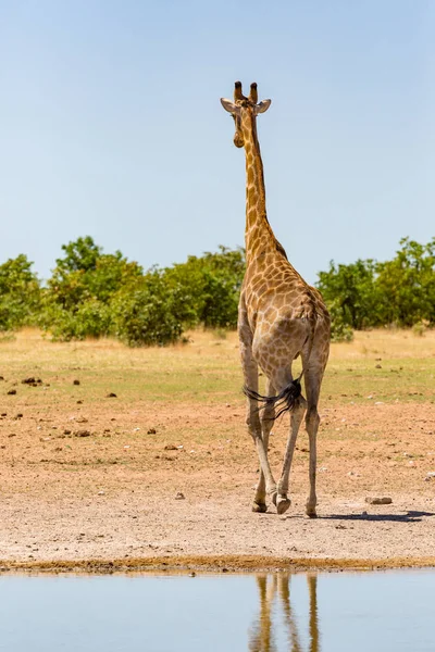 Eine männliche Giraffe verlässt Wasserloch in Savanne mit Büschen — Stockfoto