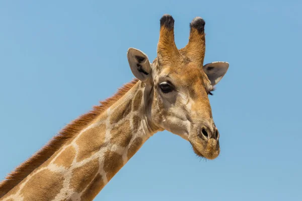 Vista laterale ritratto di giraffa maschio collo e testa in cielo blu — Foto Stock