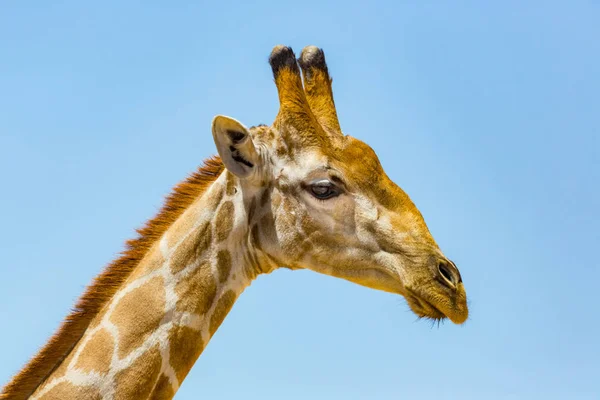 Dettagliata vista laterale ritratto di testa di giraffa maschile, cielo blu — Foto Stock