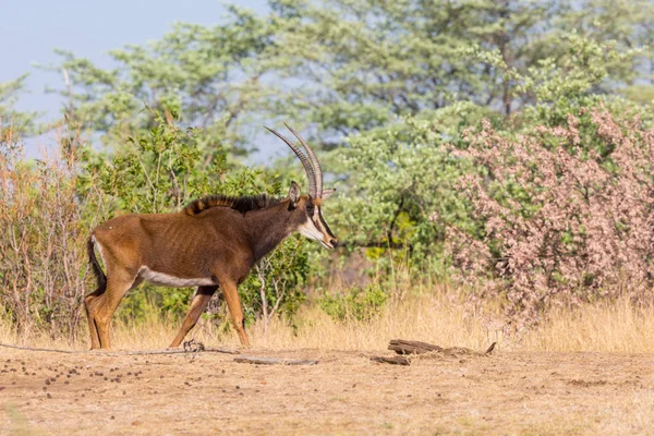 En Sable Antelope (hippotragus Niger) i savannen, buskar — Stockfoto