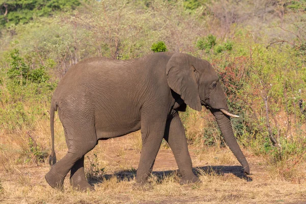 side view portrait african elephant (loxodonta africana) grazing