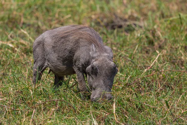 Um jovem warthog (phacochoerus aethiopicus) em prados verdes — Fotografia de Stock