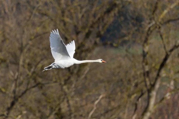 O lebădă mută albă (cygnus olor) în zbor — Fotografie, imagine de stoc