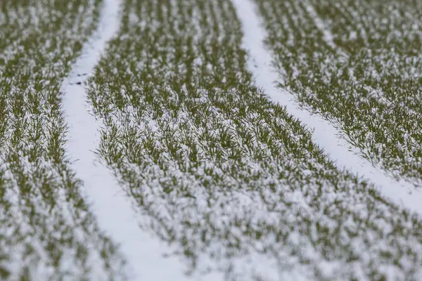 Čerstvě zbrázděné zemědělské pozemky se sněhem v zimě, zelená tráva — Stock fotografie