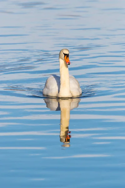 Cisne mudo blanco (cygnus olor) reflejado en la superficie de agua azul — Foto de Stock