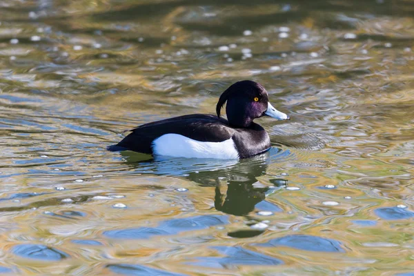 Male tufted duck (aythya fuligula) swimming on water surface — Stock Photo, Image